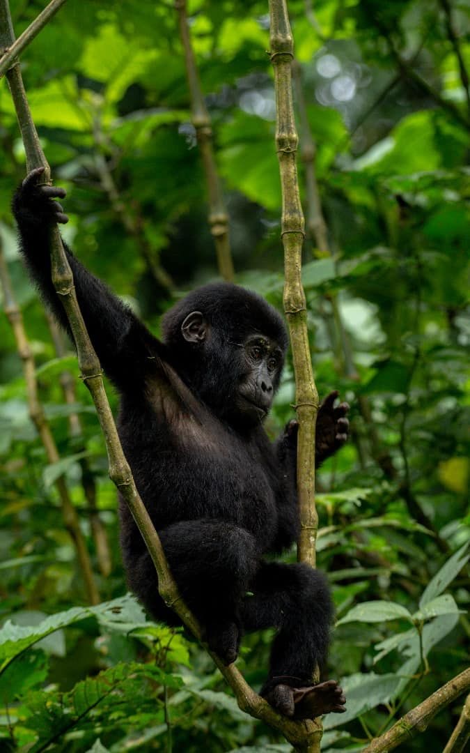 Bwindi Impenetrable Forest