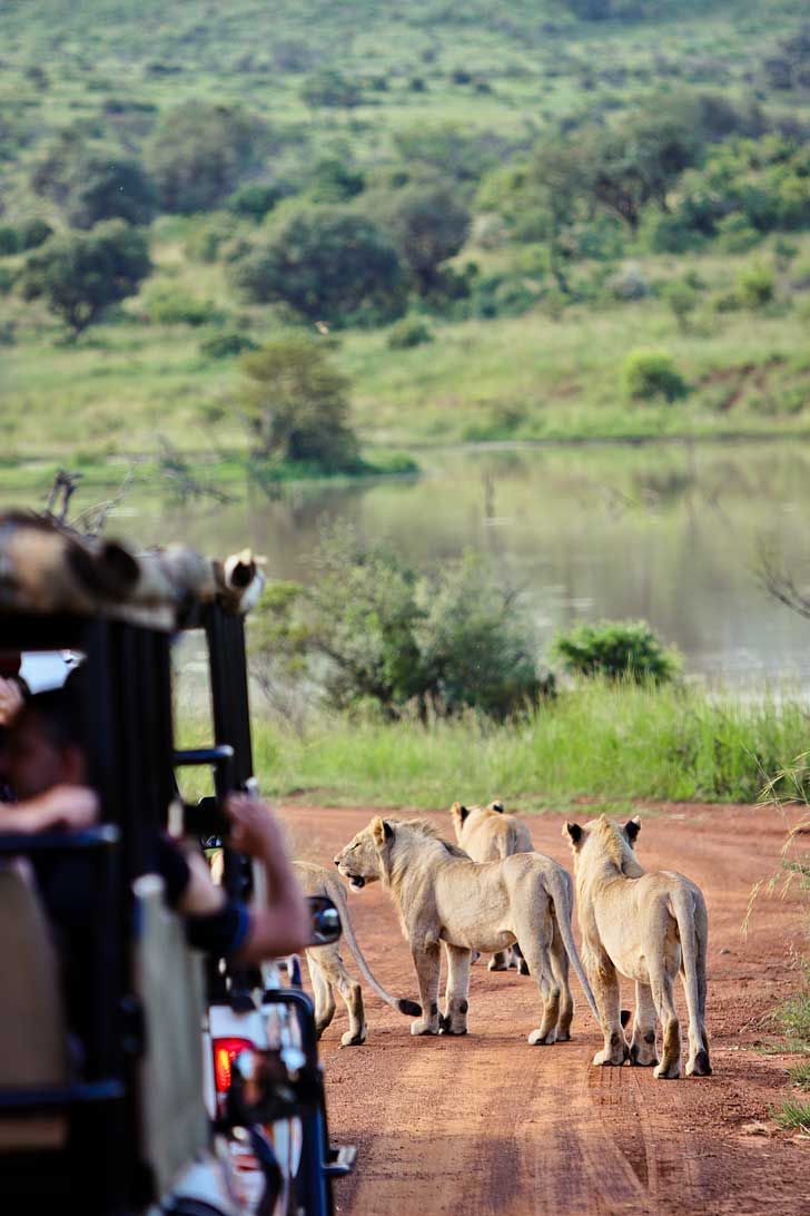 Pilanesberg Nature Reserve